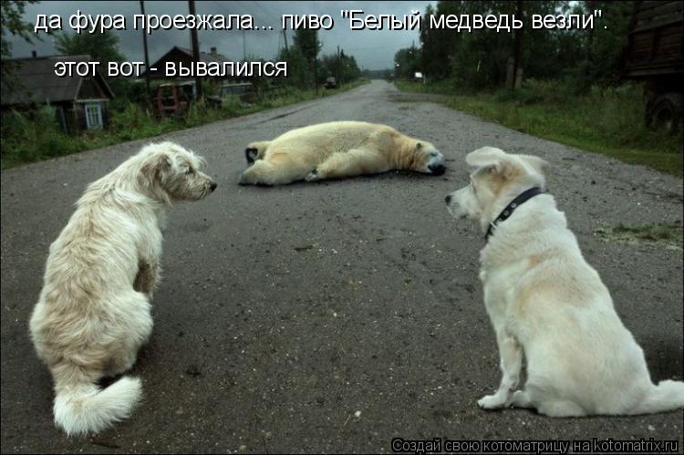 Котоматрица: да фура проезжала... пиво "Белый медведь везли". этот вот - вывалился